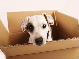 box_dog